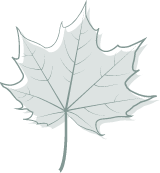 Gray Maple Leaf